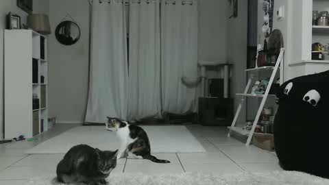 Crystal Lake online show from January 2025 04:42:01 AM