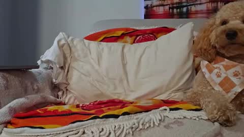 TonyDoesMiami online show from January 2025 02:43:01 AM