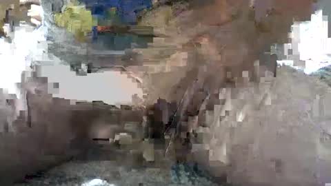 Yankee online show from October 2025 05:38:01 AM