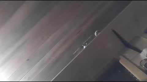 yessirprincesspet online show from November 2025 06:39:03 AM