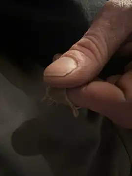 Followthepiper online show from February 2025 02:40:02 AM