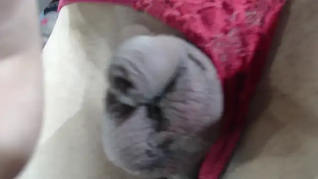 emma onassis 17 online show from January 2025 09:17:02 AM