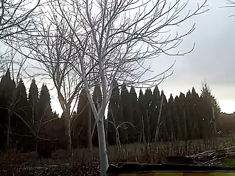 perversalus online show from February 2025 01:08:02 PM