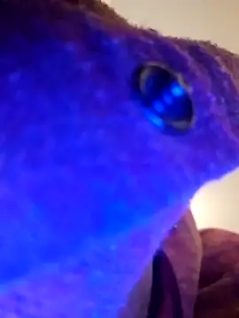 Armyexhibitionistvet online show from September 2025 08:58:02 AM