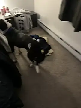 Snapshot of illbDanned chatting on December 2024 02:04:01 AM illbDanned online show from December 2024 02:04:01 AM