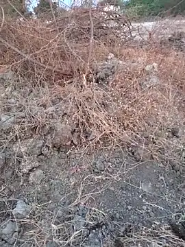 Ajith mvi online show from March 2026 01:33:02 AM