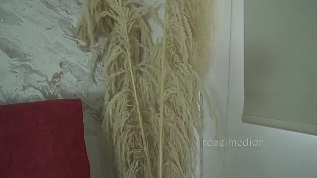 roselinedior online show from December 2025 01:38:02 PM