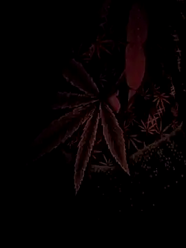 ySqmbVanbe online show from February 2026 04:42:01 AM