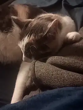 Snapshot of AmazonianMistress chatting on February 2025 08:31:02 PM AmazonianMistress online show from February 2025 08:31:02 PM