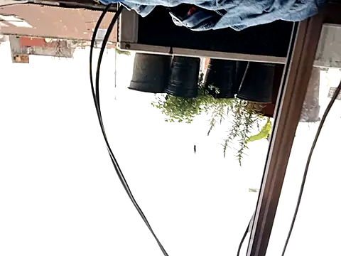 puak6666 online show from September 2025 08:02:02 PM