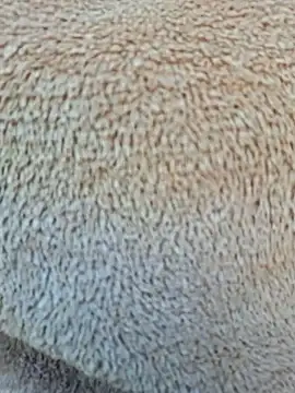 Priya Bong online show from January 2026 04:06:02 AM