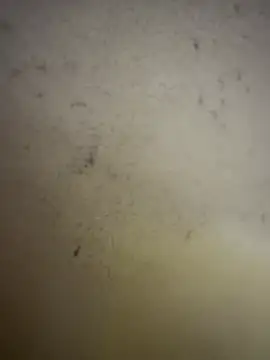 Snapshot of Gladiator_3 chatting on February 2026 11:07:01 AM Gladiator 3 online show from February 2026 11:07:01 AM