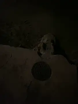 nowex18 online show from March 2025 06:52:02 AM