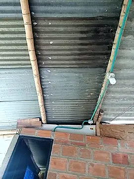 Janle 19c online show from December 2024 05:00:01 PM