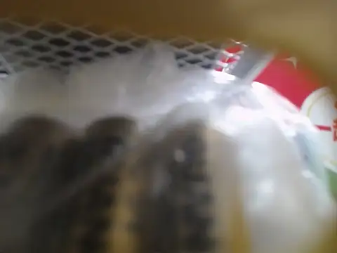 Snapshot of Lovensetest chatting on October 2025 03:05:01 AM Lovensetest online show from October 2025 03:05:01 AM