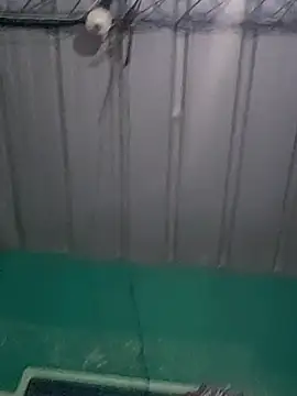 Cris29 84 online show from February 2026 08:23:02 AM