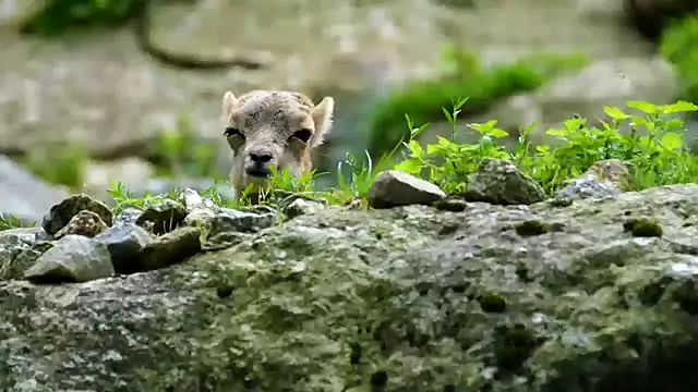 streamy test11 online show from February 2025 12:03:02 PM