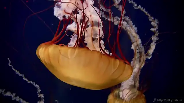 streamy test11 online show from March 2025 08:41:02 AM