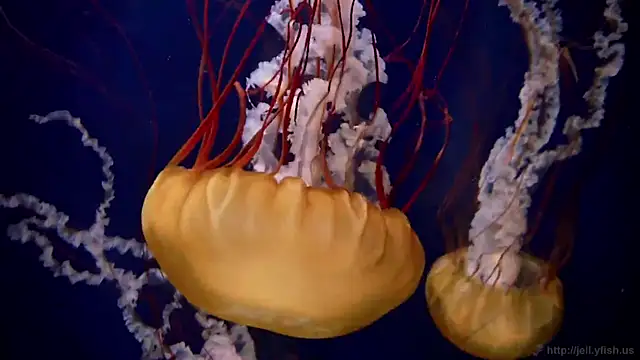 streamy test11 online show from March 2025 08:17:01 AM