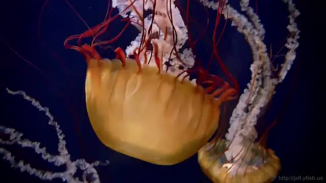 streamy test11 online show from October 2025 10:59:02 AM