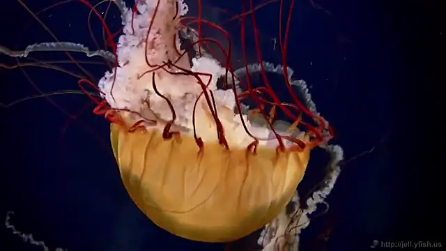 streamy test11 online show from January 2026 09:02:02 AM