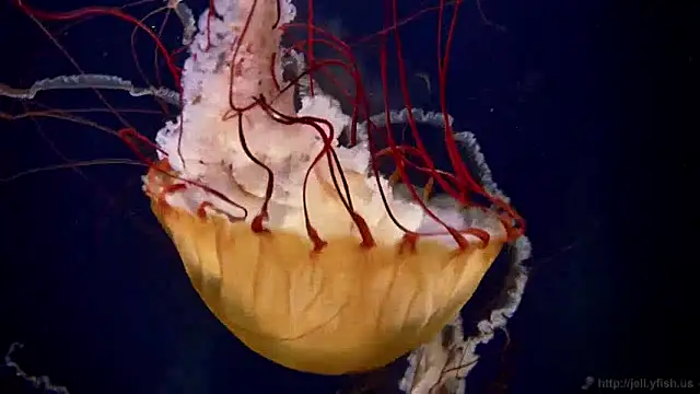 streamy test12 online show from December 2024 08:12:01 AM