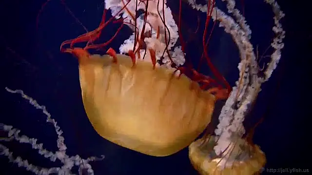 streamy test12 online show from January 2025 08:09:02 AM