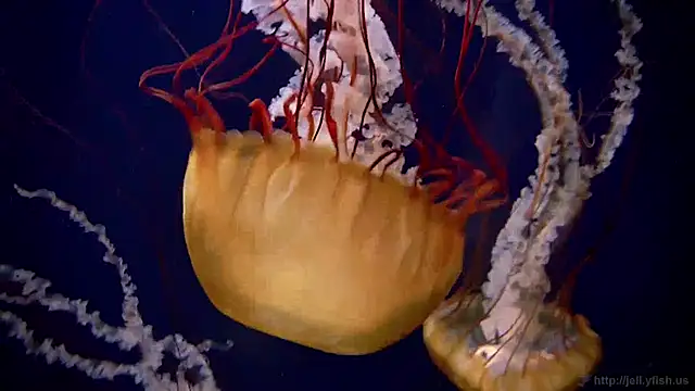 streamy test12 online show from January 2025 08:18:02 AM