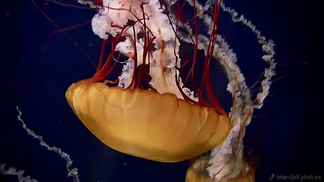 streamy test12 online show from March 2025 08:13:02 AM