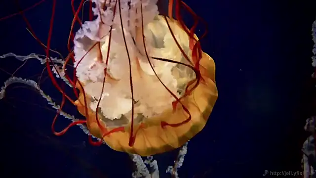 streamy test12 online show from October 2025 08:36:01 AM