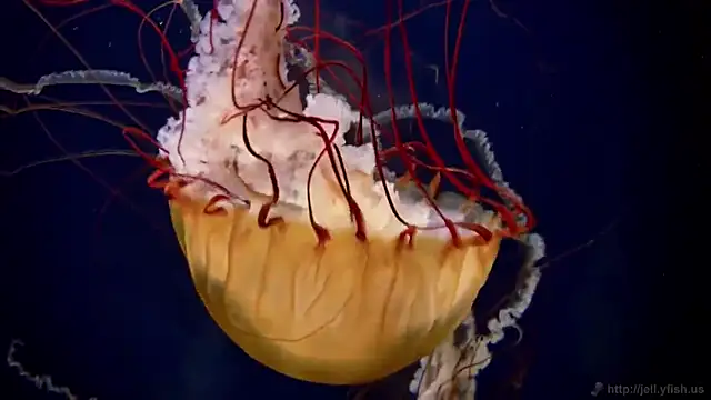 streamy test12 online show from October 2025 11:58:02 AM