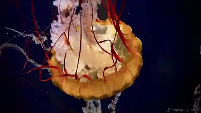 streamy test13 online show from December 2024 08:12:01 AM