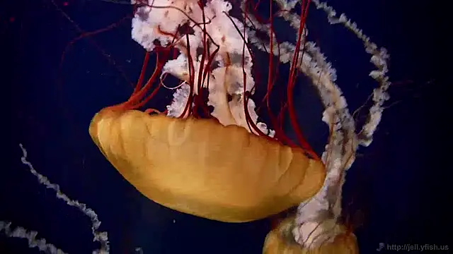 streamy test13 online show from December 2024 08:09:02 AM