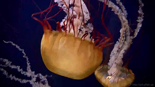 streamy test13 online show from January 2025 08:10:02 AM