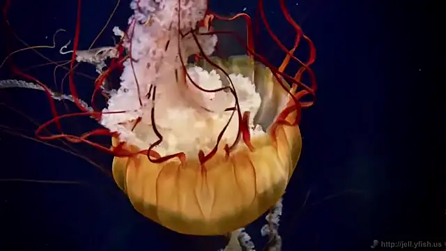 streamy test13 online show from September 2025 08:25:01 AM