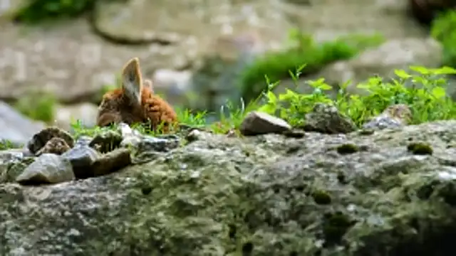 streamy test13 online show from April 2026 01:17:02 PM