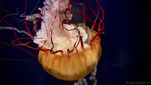 Snapshot of streamy_test15 chatting on December 2024 10:06:02 AM streamy test15 online show from December 2024 10:06:02 AM