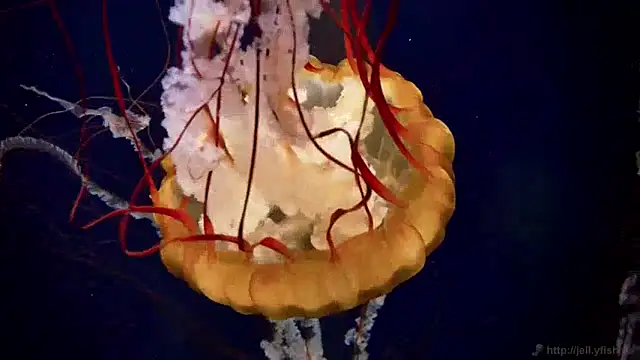 Snapshot of streamy_test15 chatting on December 2024 08:11:01 AM streamy test15 online show from December 2024 08:11:01 AM