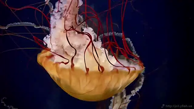 Snapshot of streamy_test15 chatting on December 2024 08:09:01 AM streamy test15 online show from December 2024 08:09:01 AM