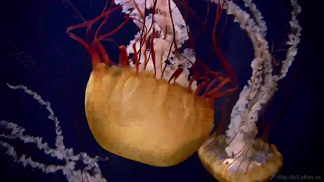 Snapshot of streamy_test15 chatting on December 2024 11:07:02 AM streamy test15 online show from December 2024 11:07:02 AM