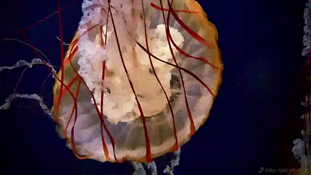 Snapshot of streamy_test15 chatting on January 2025 08:20:02 AM streamy test15 online show from January 2025 08:20:02 AM