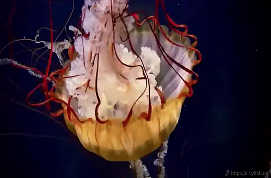 Snapshot of streamy_test15 chatting on February 2025 08:13:02 AM streamy test15 online show from February 2025 08:13:02 AM