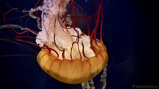 Snapshot of streamy_test15 chatting on February 2025 08:17:02 AM streamy test15 online show from February 2025 08:17:02 AM