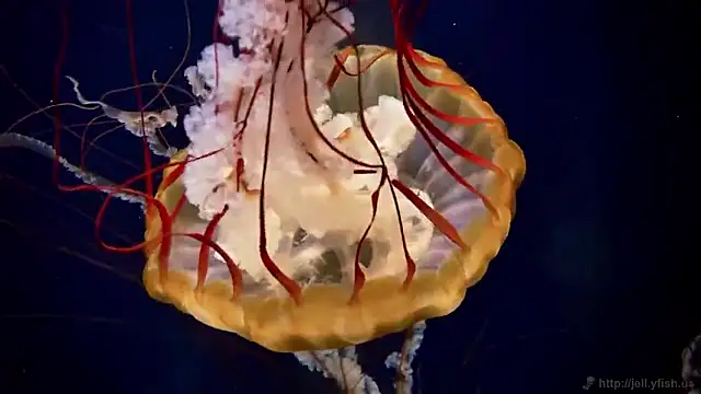 Snapshot of streamy_test15 chatting on September 2025 12:18:01 PM streamy test15 online show from September 2025 12:18:01 PM