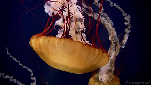 Snapshot of streamy_test15 chatting on November 2025 05:14:02 PM streamy test15 online show from November 2025 05:14:02 PM