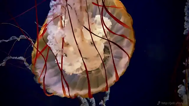 Snapshot of streamy_test15 chatting on December 2025 02:37:01 PM streamy test15 online show from December 2025 02:37:01 PM