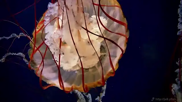 Snapshot of streamy_test15 chatting on December 2025 07:59:01 AM streamy test15 online show from December 2025 07:59:01 AM