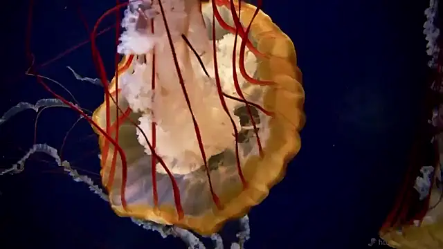 Snapshot of streamy_test15 chatting on January 2026 11:38:02 AM streamy test15 online show from January 2026 11:38:02 AM