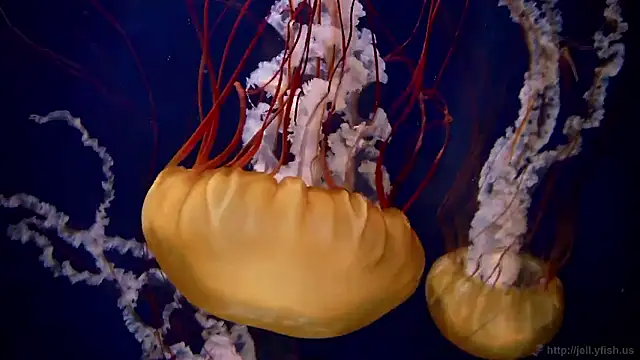 Snapshot of streamy_test15 chatting on February 2026 09:02:02 AM streamy test15 online show from February 2026 09:02:02 AM