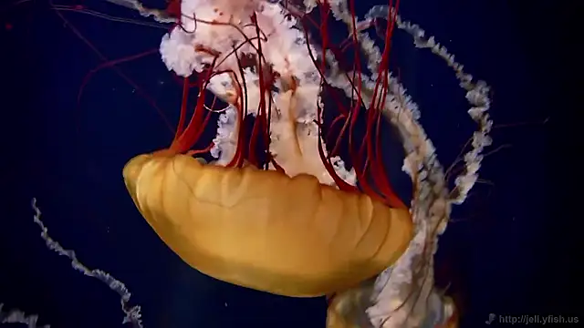 Snapshot of streamy_test15 chatting on February 2026 03:17:02 PM streamy test15 online show from February 2026 03:17:02 PM